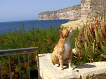 Gato en la baha de Xlendi