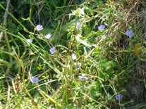 La flor que da nombre a Volubilis