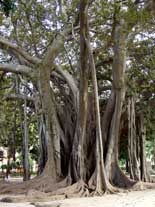 Los árboles de Piazza Marina